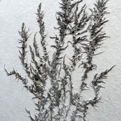 Art Panel size A0 Seaweed