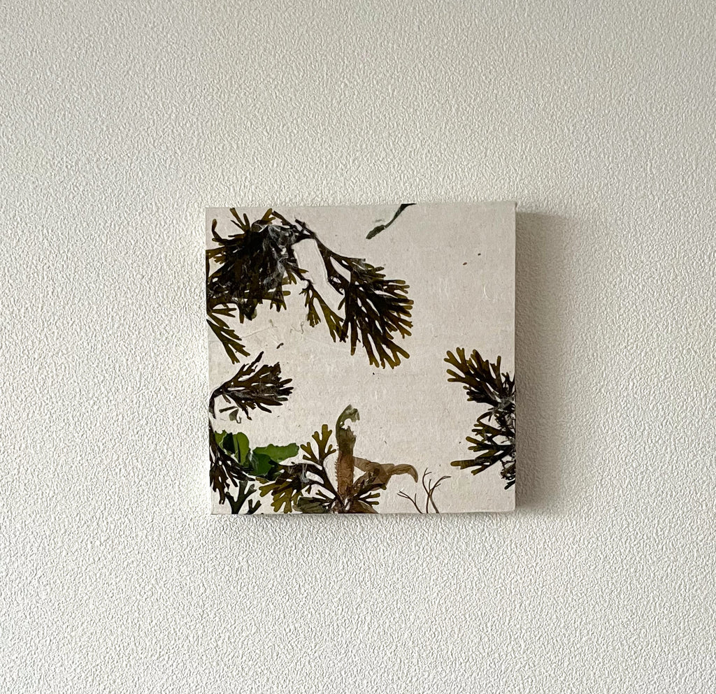 Art Panel Square (15cmx15cm) Seaweed